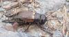 Gryllus campestris